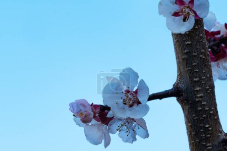 Téléchargez les photos : Belles fleurs blanches, fleur de pomme, vue rapprochée - en image libre de droit