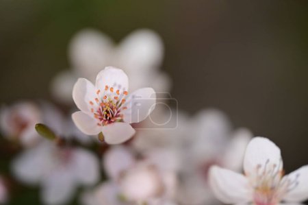 Photo for Beautiful white flowers, tree blossom, close up view - Royalty Free Image