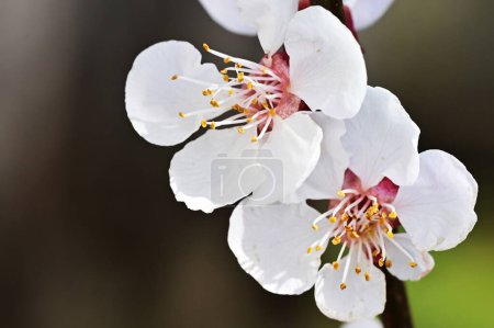 Foto de Hermosas flores blancas, flor de árbol, vista de cerca - Imagen libre de derechos