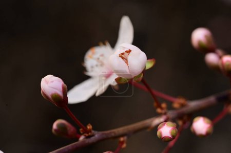 Téléchargez les photos : Belles fleurs blanches, fleur d'arbre, vue rapprochée - en image libre de droit