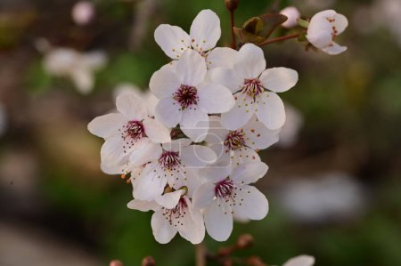 Photo for Beautiful white flowers, tree blossom, close up view - Royalty Free Image