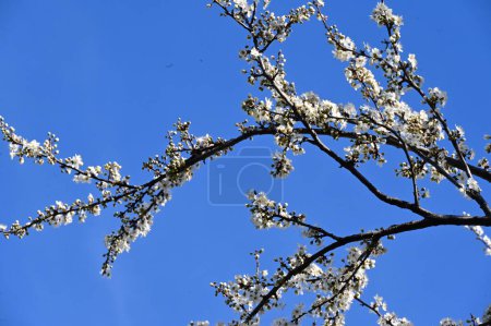 Foto de Hermosas flores blancas, flor de árbol, vista de cerca - Imagen libre de derechos