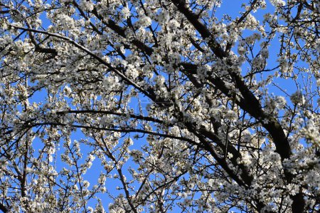 Téléchargez les photos : Belles fleurs blanches, fleur d'arbre, vue rapprochée - en image libre de droit