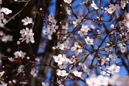 Foto de Guapa flor de cerezo en primavera. - Imagen libre de derechos