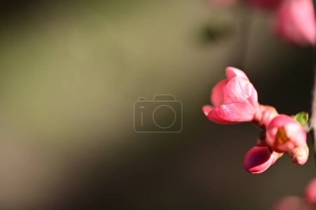 Photo for Beautiful pink spring flowers blossom, nature background - Royalty Free Image