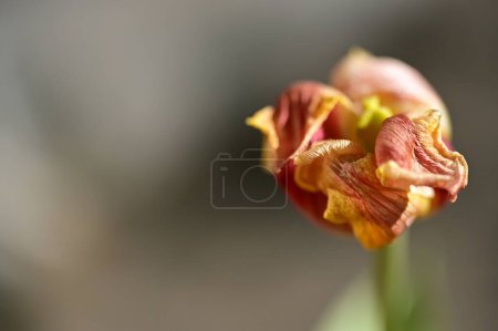 Foto de Primer plano de flor seca - Imagen libre de derechos