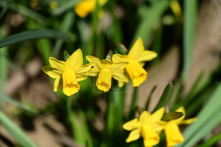 Foto de Beautiful daffodils, spring background. - Imagen libre de derechos