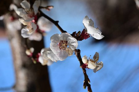 Foto de Guapa flor de cerezo en primavera. - Imagen libre de derechos