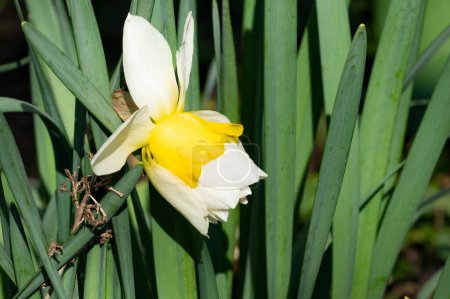 Foto de Hermosa flor de narciso en el jardín - Imagen libre de derechos