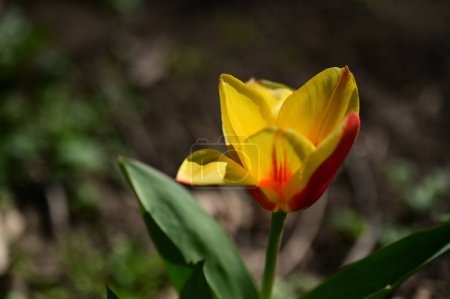 Photo for Close up of  beautiful  tulip     flower - Royalty Free Image