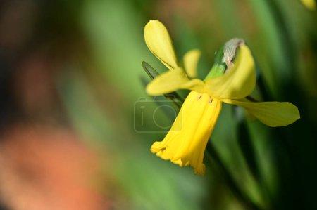 Foto de Flor de narciso amarillo en el jardín - Imagen libre de derechos