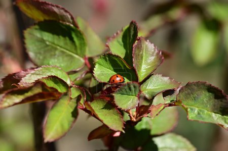 Photo for Ladybug on a green leaf - Royalty Free Image