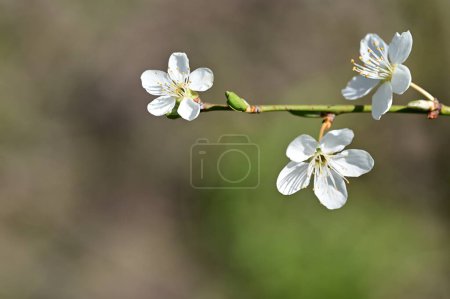 Photo for Beautiful  flowers, tree blossom, close up view - Royalty Free Image