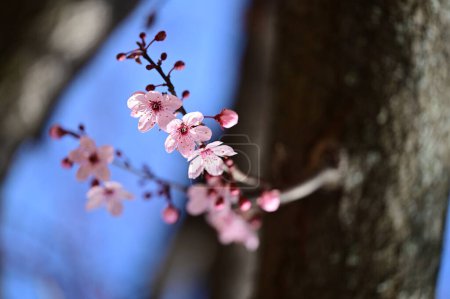 Foto de Hermosas flores, flor de árbol, vista de cerca - Imagen libre de derechos
