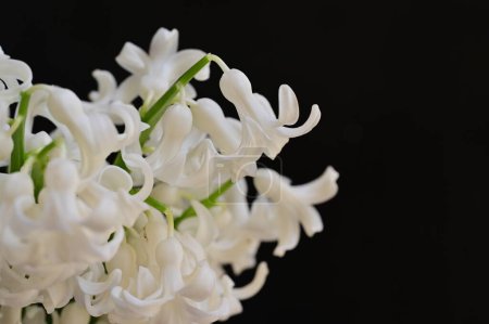 Foto de Hermosa composición floral de primavera con flores blancas - Imagen libre de derechos