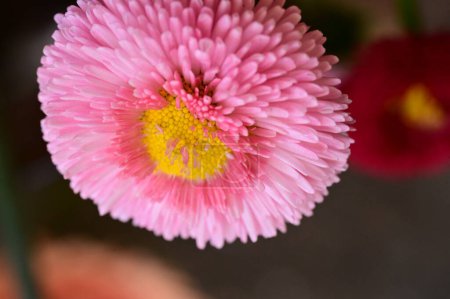 Photo for Beautiful  bright flower in the garden - Royalty Free Image