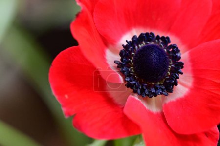 Téléchargez les photos : Gros plan de belle fleur, plan studio - en image libre de droit