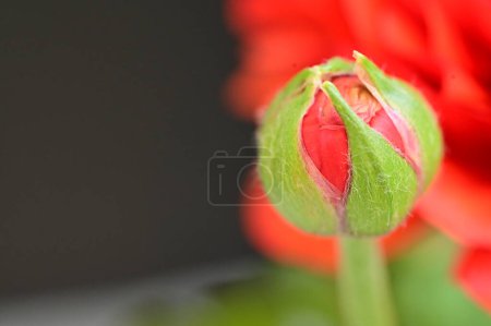 Foto de Hermosas flores rojas en el jardín - Imagen libre de derechos