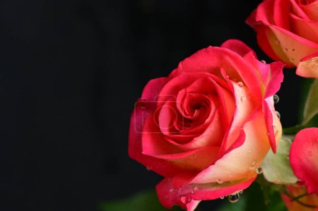 Photo for Beautiful roses  flowers, close up - Royalty Free Image