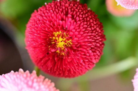 Téléchargez les photos : Belles fleurs printanières dans le jardin - en image libre de droit
