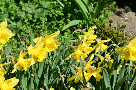 Foto de Hermosas flores de narciso en el jardín - Imagen libre de derechos
