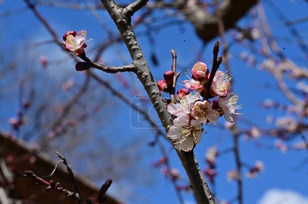 Photo for Beautiful pink spring flowers blossom, nature background - Royalty Free Image