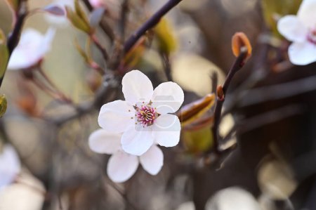 Foto de Hermosas flores blancas, flor de árbol - Imagen libre de derechos
