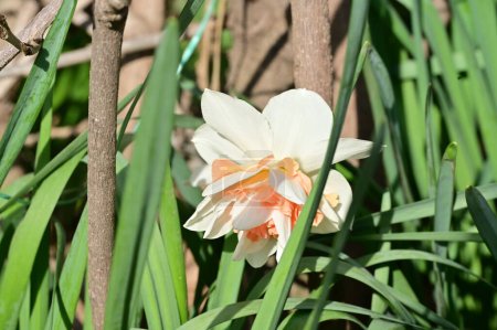 Téléchargez les photos : Belle fleur de jonquille dans le jardin - en image libre de droit