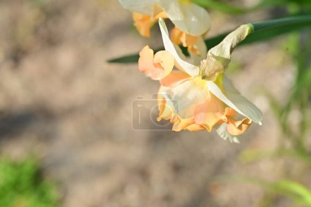 Foto de Hermosa flor de narciso en el jardín - Imagen libre de derechos