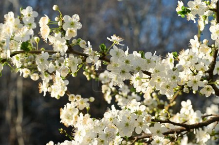 Photo for Beautiful white flowers, tree blossom - Royalty Free Image
