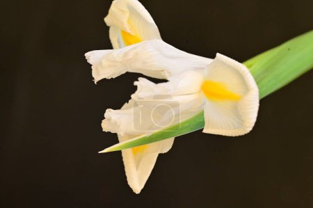 Foto de Primer plano de hermosa flor de iris - Imagen libre de derechos