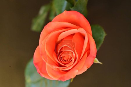 Foto de Primer plano de hermosa flor de rosa - Imagen libre de derechos