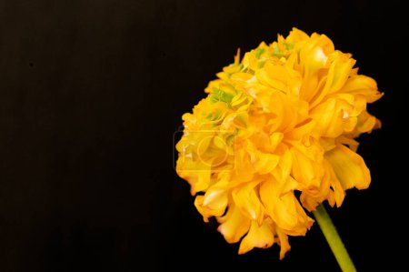 Foto de Primer plano de hermosa flor amarilla - Imagen libre de derechos