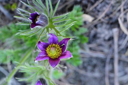 Téléchargez les photos : Belles fleurs pulsatilla printemps dans le jardin - en image libre de droit