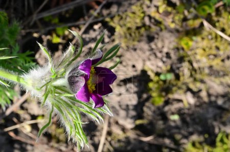Téléchargez les photos : Belle fleur de pulsatilla de printemps dans le jardin - en image libre de droit