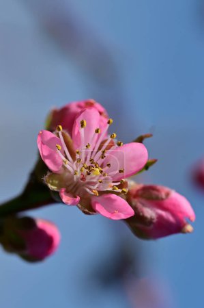 Foto de Flores hermosas, flor de árbol, naturaleza - Imagen libre de derechos