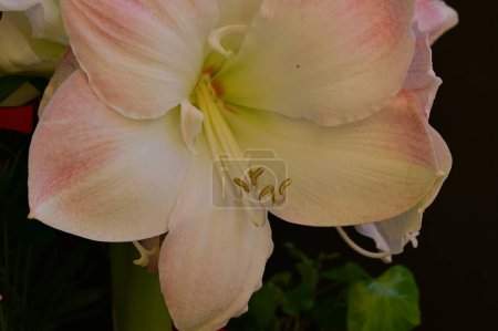 Foto de Hermosa flor de lirio, fondo floral - Imagen libre de derechos