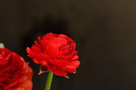 Téléchargez les photos : Belles roses fleurs, gros plan - en image libre de droit