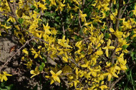 Photo for Winter jasmine  flowers, close up - Royalty Free Image