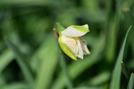 Téléchargez les photos : Belle fleur de jonquille dans le jardin - en image libre de droit