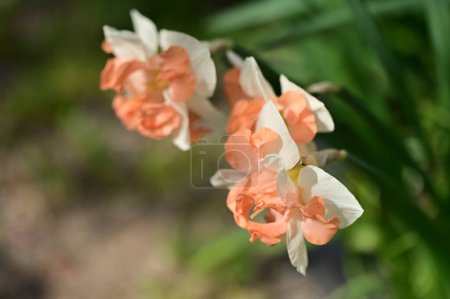 Foto de Hermosas flores de narciso en el jardín - Imagen libre de derechos