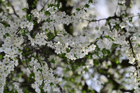 Téléchargez les photos : Belles fleurs, fleur d'arbre, nature - en image libre de droit