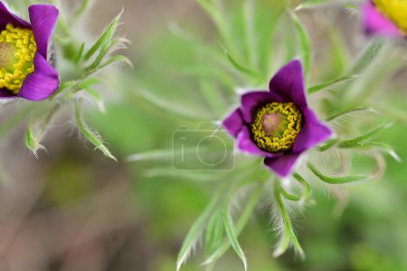 Foto de Hermosas flores púrpuras creciendo en el jardín, vista de cerca - Imagen libre de derechos