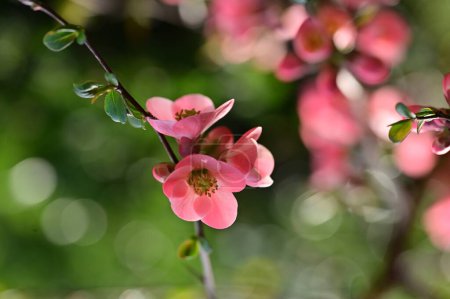 Téléchargez les photos : Belles fleurs roses de printemps fleurissent, fond de nature - en image libre de droit