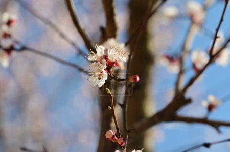 Foto de Flores de primavera blanca hermosa flor, fondo de la naturaleza - Imagen libre de derechos