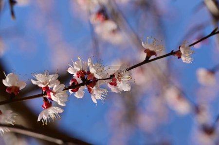 Téléchargez les photos : Belles fleurs blanches de printemps fleurissent, fond de nature - en image libre de droit
