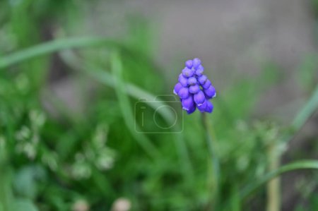 Téléchargez les photos : Belles fleurs violettes poussant dans le jardin, vue rapprochée - en image libre de droit