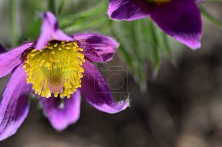Foto de Hermosas flores púrpuras creciendo en el jardín, vista de cerca - Imagen libre de derechos