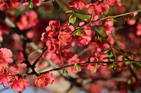 Téléchargez les photos : Belles fleurs roses de printemps fleurissent, fond de nature - en image libre de droit