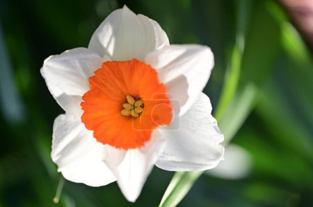 Téléchargez les photos : Belle fleur blanche dans le jardin - en image libre de droit